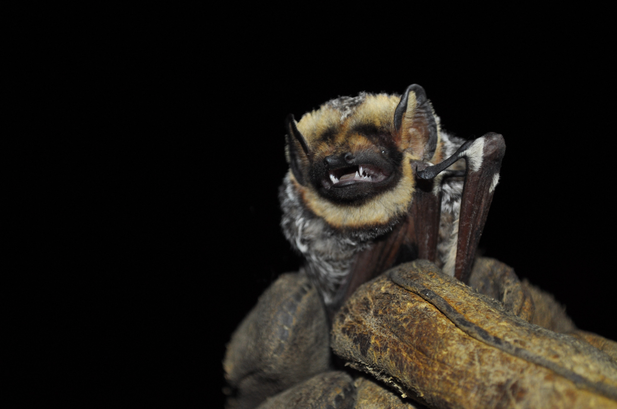 Critter Corner Bats Wisconsin DNR